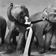 Dovima with elephants, evening dress by Dior, Cirque d'Hiver, Paris, August 1955 by Richard Avedon
