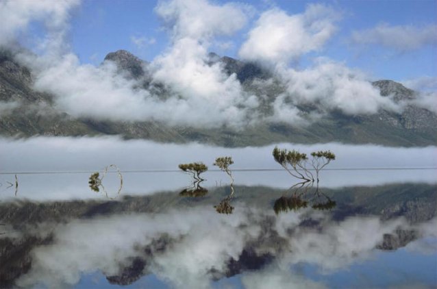 Reflections, mists and Melaleuca trees in a serene Lake Pedder, Tasmania, 1968