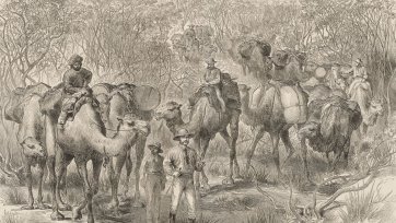 The Australian exploring expedition travelling through scrub (from the Illustrated London News 1879)