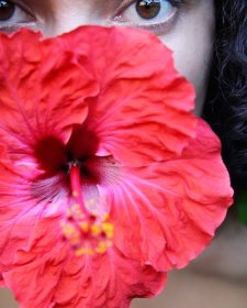 Hibiscus rosa sinensis, 2010 Angela Tiatia Hibiscus rosa sinensis, 2010 Angela Tiatia