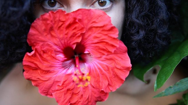 Hibiscus rosa sinensis, 2010