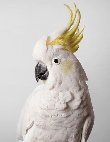 Slim, Sulphur-Crested Cockatoo by Leila Jeffreys