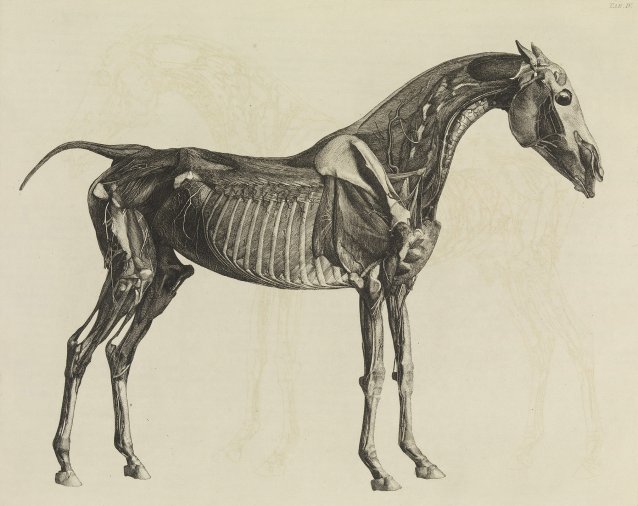 The Anatomy of the Horse, 1766