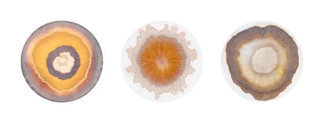 Three Siblings: Chromatograms of Emmie, Rasmus and Cosmos, 2026