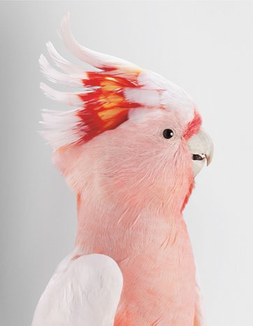 Neville, Major Mitchell's Cockatoo by Leila Jeffreys