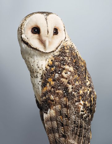 'Tani' no.1, Masked Owl  by Leila Jeffreys