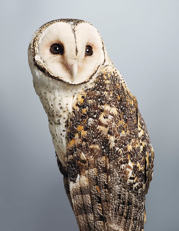 'Tani' no.1, Masked Owl 