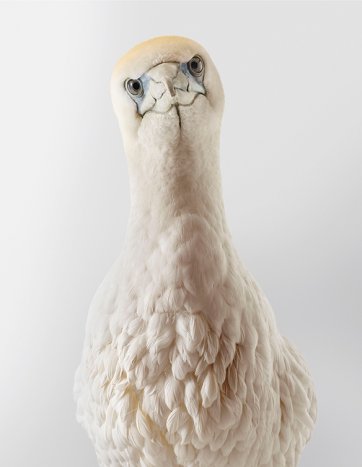 Chicken, Australasian gannet by Leila Jeffreys