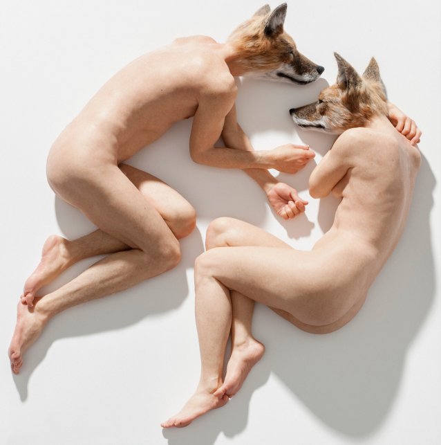 Unsettled dogs, 2012