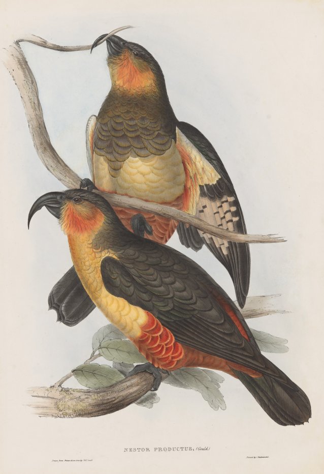 Nestor productus (Philip Island Parrot), 1840–1848 John and Elizabeth Gould; Hullmandel & Walton