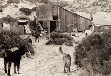 Dogs at Cactus, 1975 by John Witzig