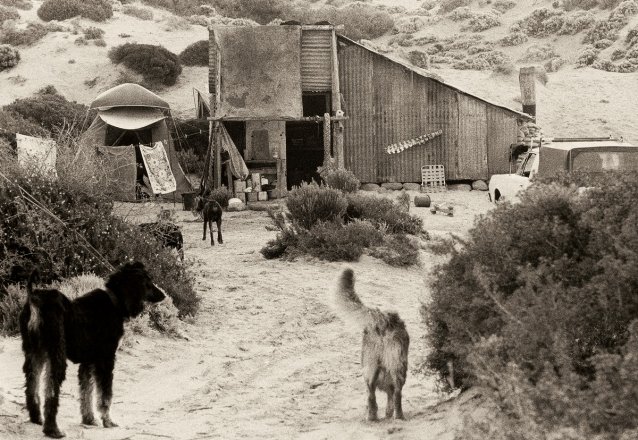 Dogs at Cactus, 1975