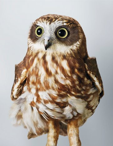 'Pepper', Southern Boobook Owl by Leila Jeffreys