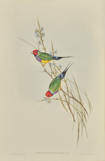 Gouldian finch, Amadina gouldiae (now Chloebia gouldiae) or Gouldian finch, Red-headed form of Gouldian Finch, 1844 John Gould